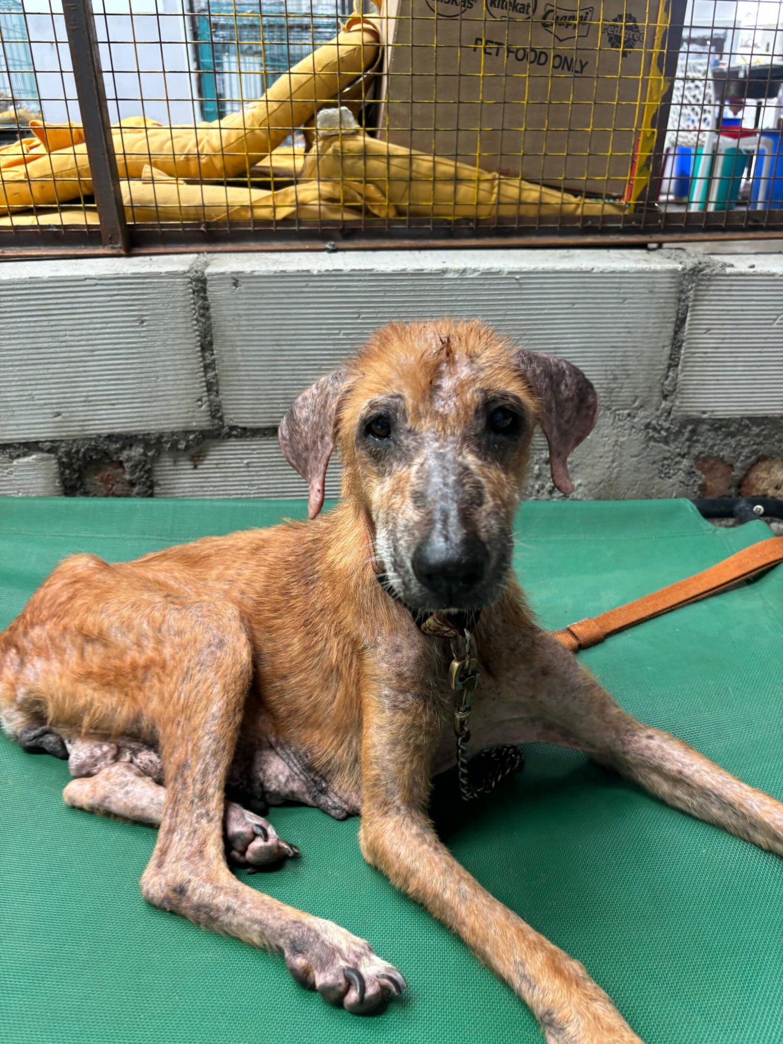 Virtually Adopt An Animal 19 anchal virtual adoption animal saahas for animals pune