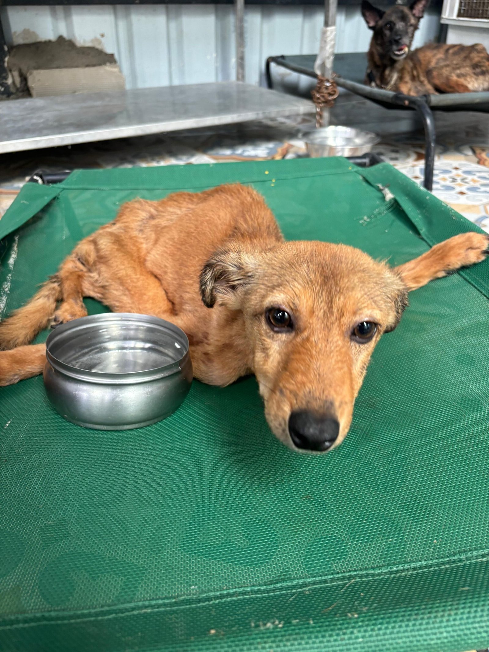Virtually Adopt An Animal 11 chakli virtual adoption animal saahas for animals pune