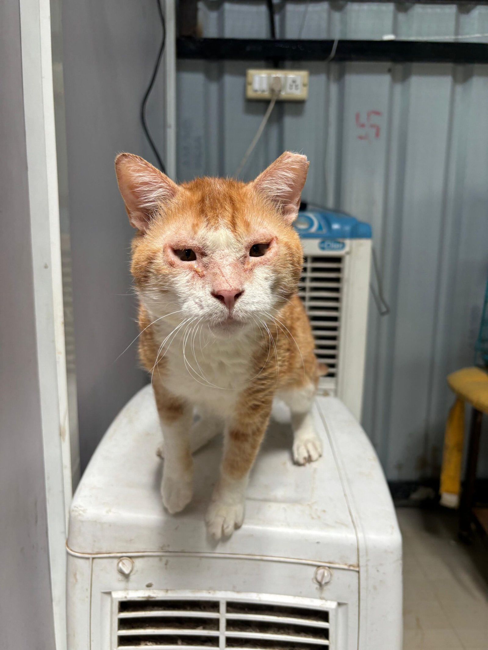 Virtually Adopt An Animal 1 gabbar virtual adoption animal saahas for animals pune