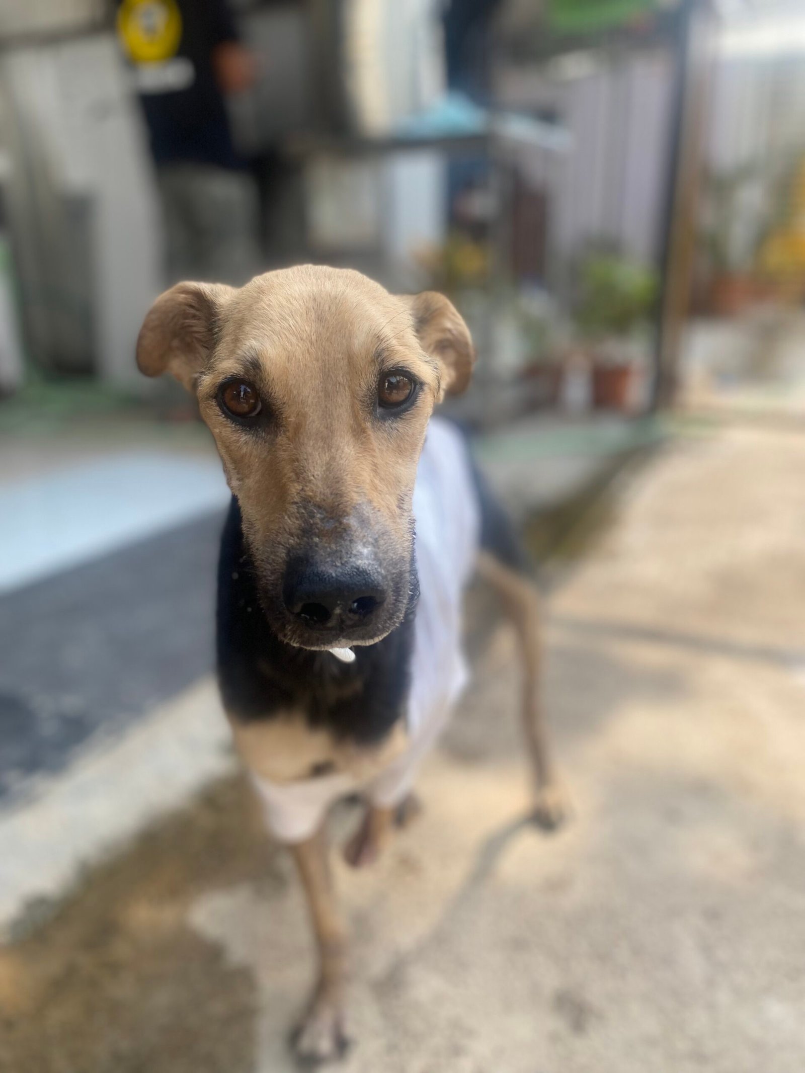Virtually Adopt An Animal 6 Jeeya virtual adoption animal saahas for animals pune