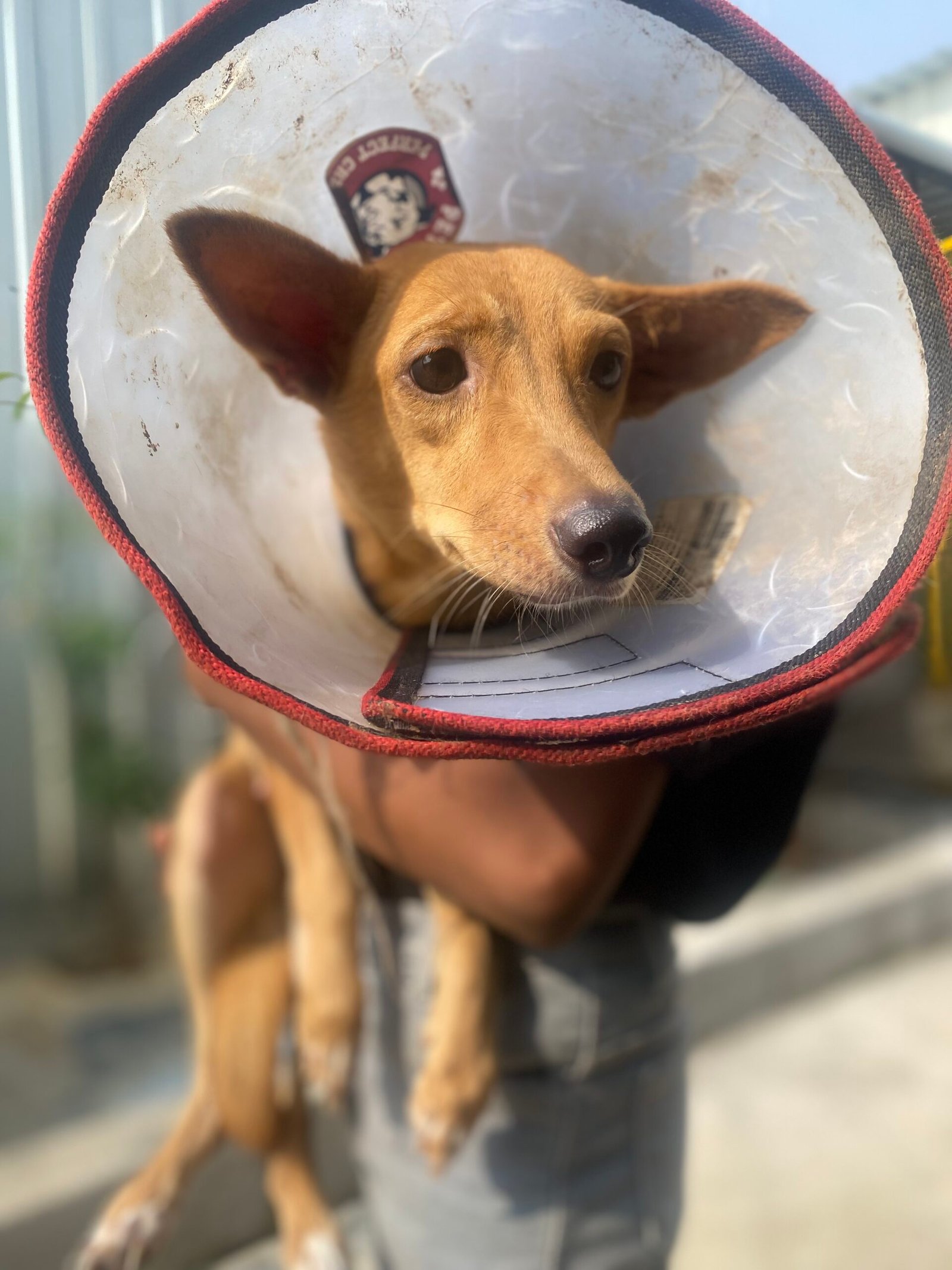 Virtually Adopt An Animal 9 Khushi scaled