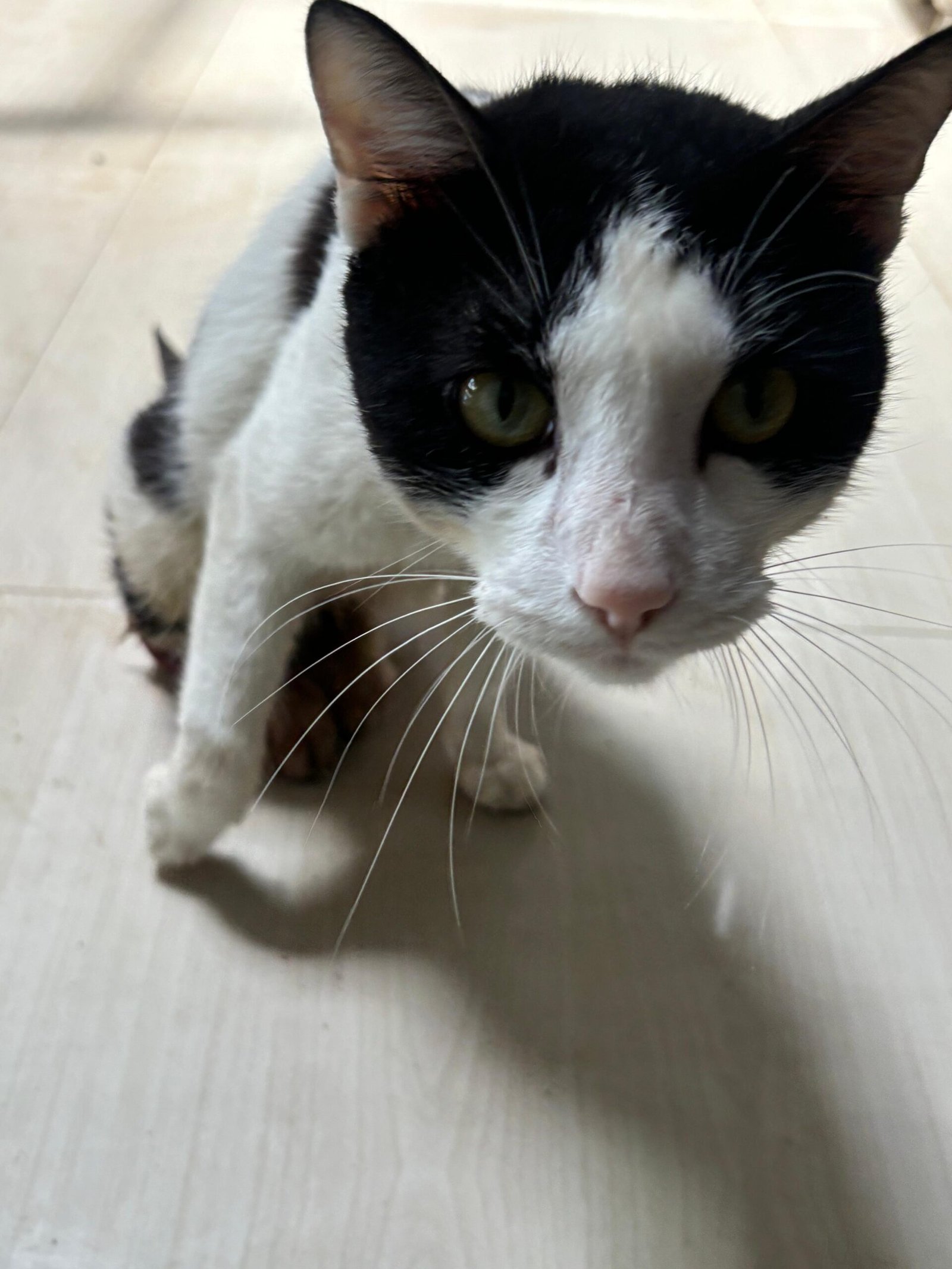 Virtually Adopt An Animal 4 oregano virtual adoption animal saahas for animals pune