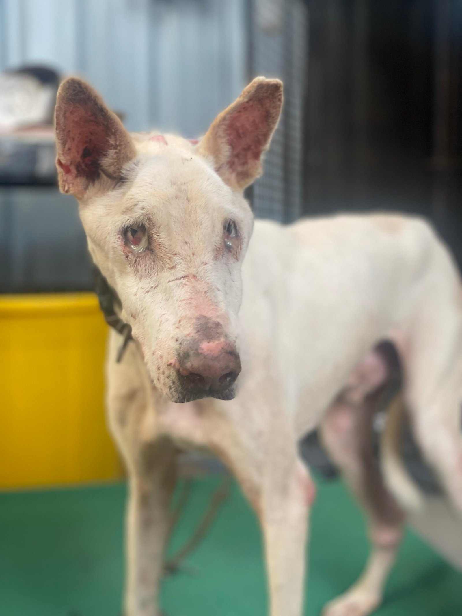 Virtually Adopt An Animal 10 pankaj virtual adoption animal saahas for animals pune