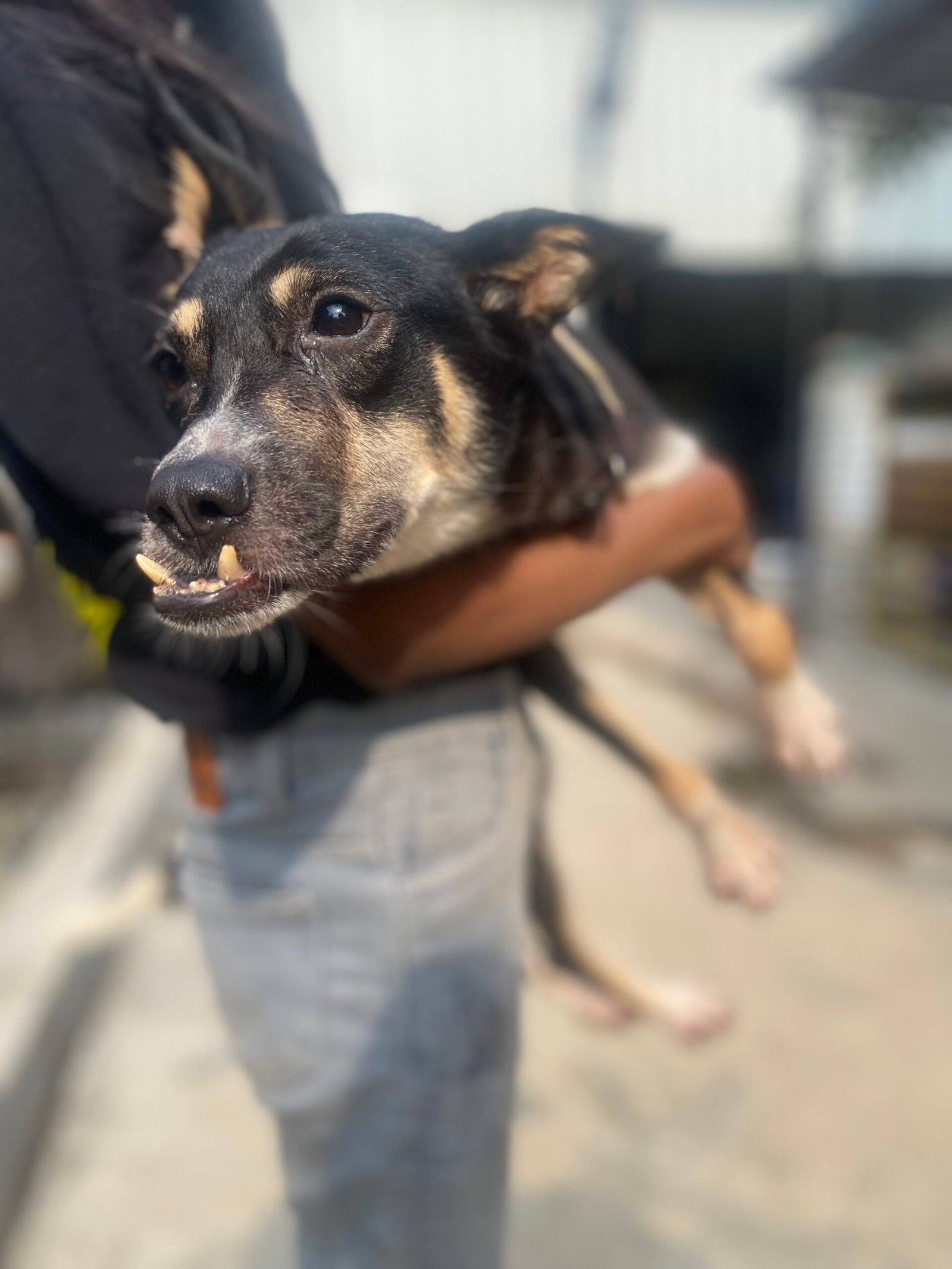 Virtually Adopt An Animal 8 pizza virtual adoption animal saahas for animals pune