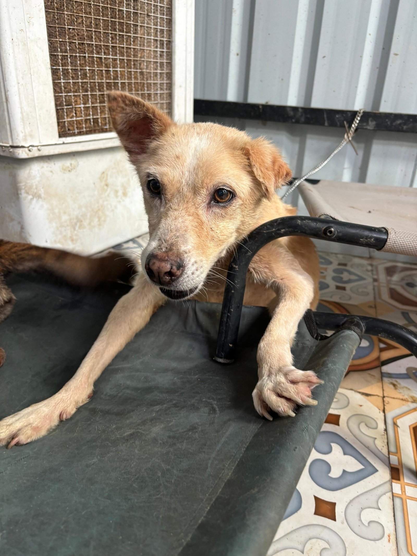 Virtually Adopt An Animal 20 samarth virtual adoption animal saahas for animals pune