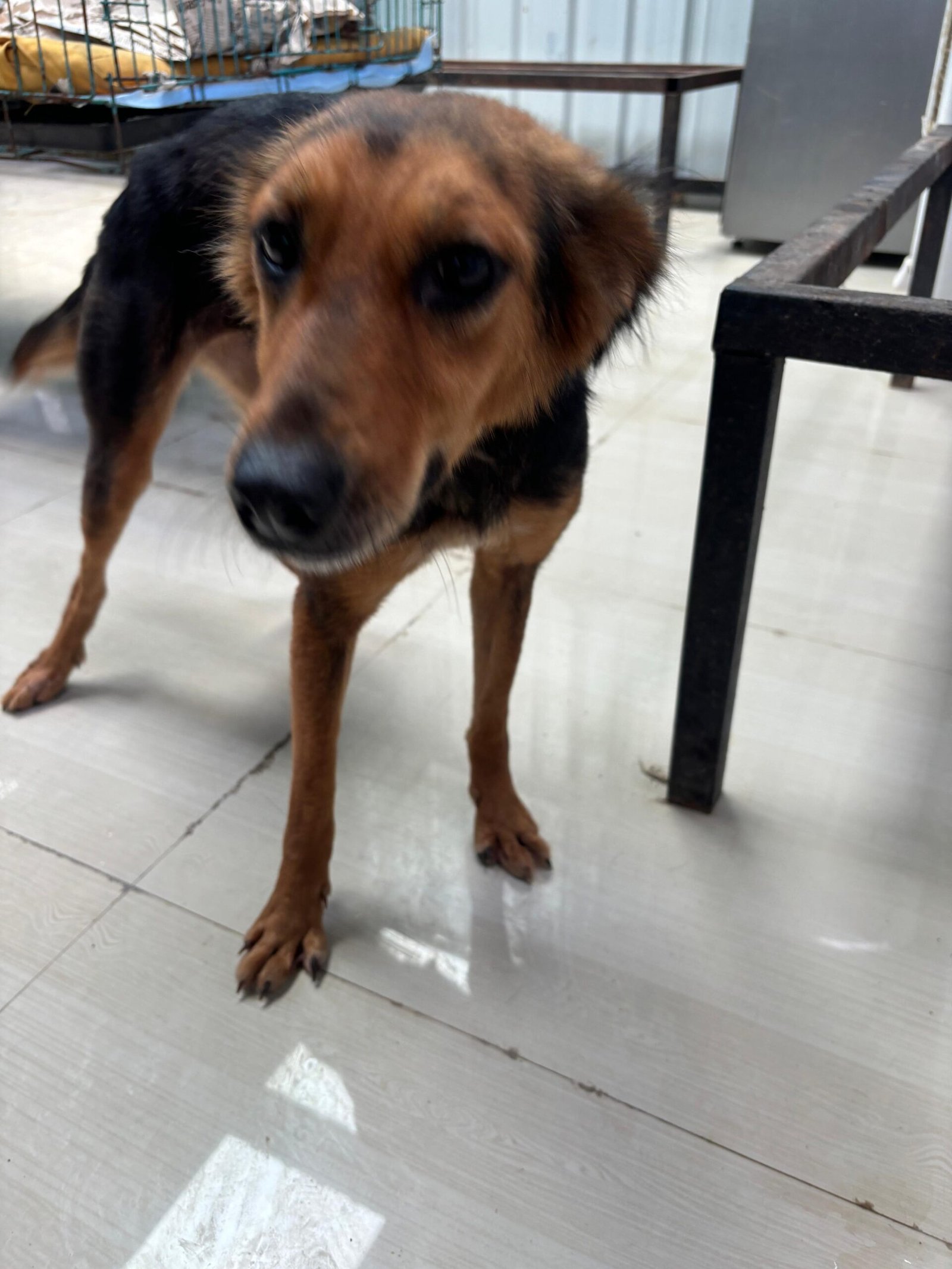 Virtually Adopt An Animal 5 sheput virtual adoption animal saahas for animals pune