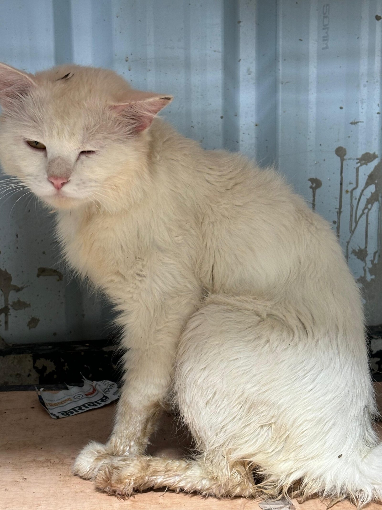 Virtually Adopt An Animal 2 snowy virtual adoption animal saahas for animals pune