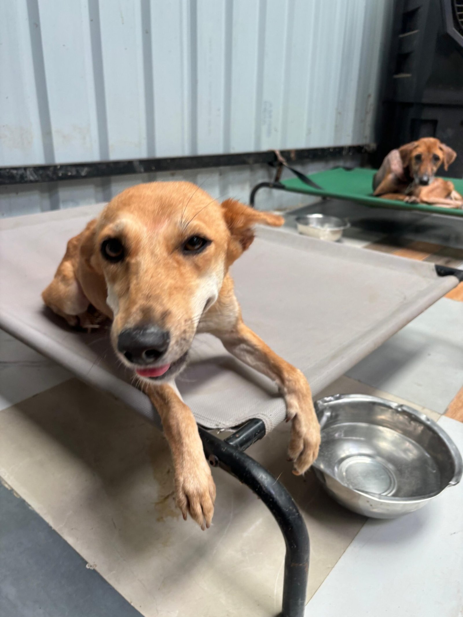 Virtually Adopt An Animal 15 tanvi virtual adoption animal saahas for animals pune