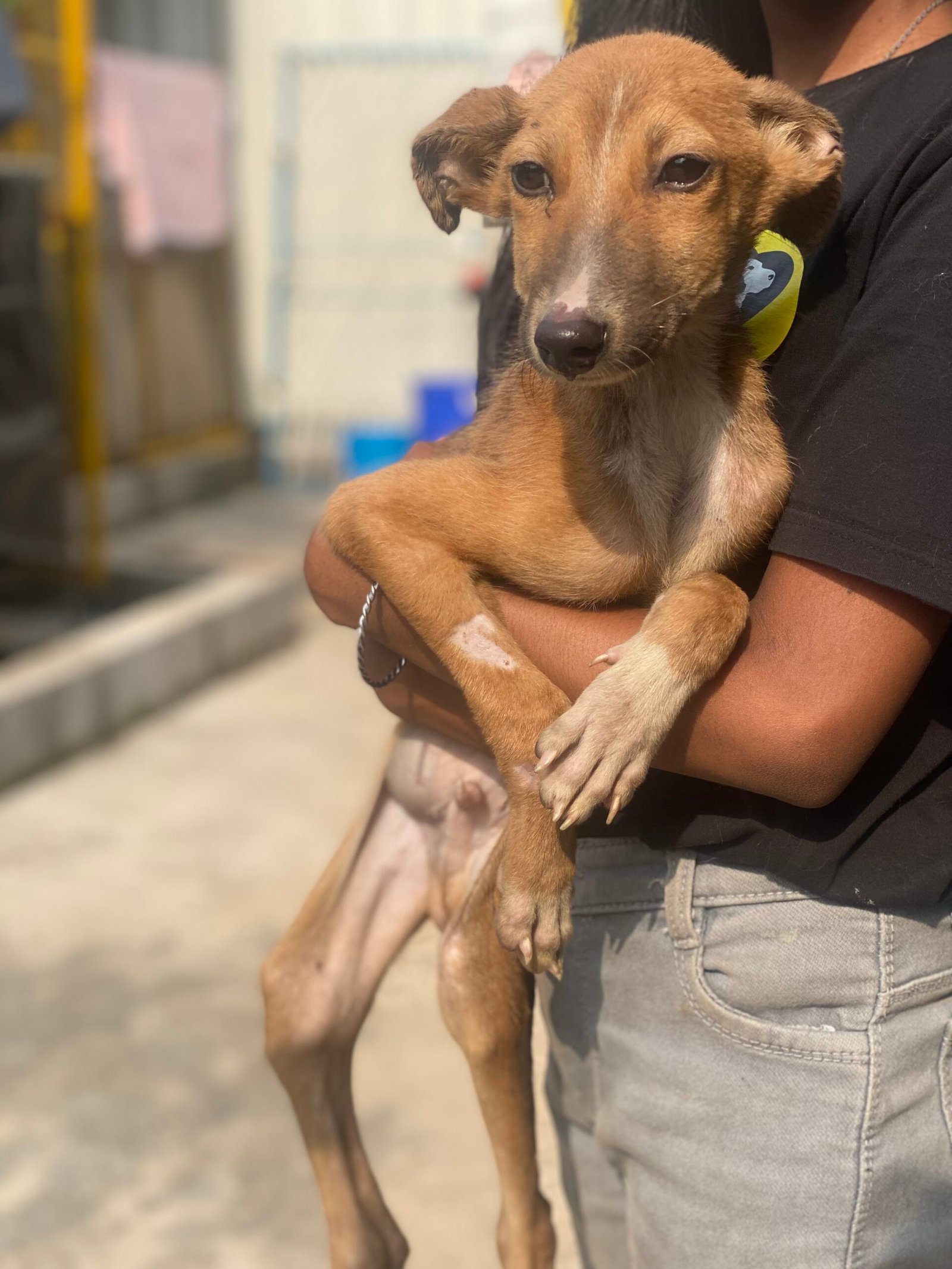 Virtually Adopt An Animal 17 tarun virtual adoption animal saahas for animals pune