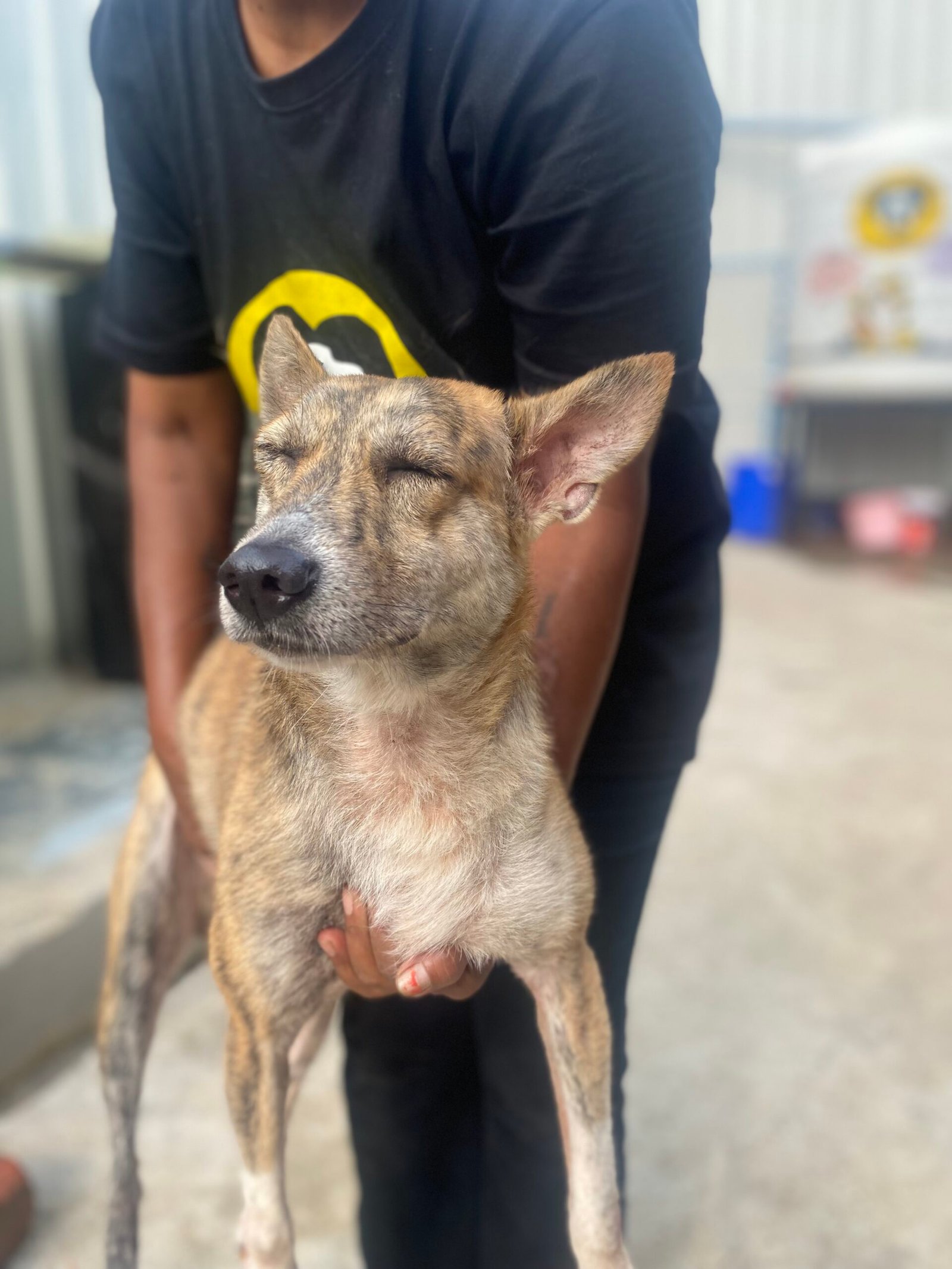 Virtually Adopt An Animal 7 tiru virtual adoption animal saahas for animals pune