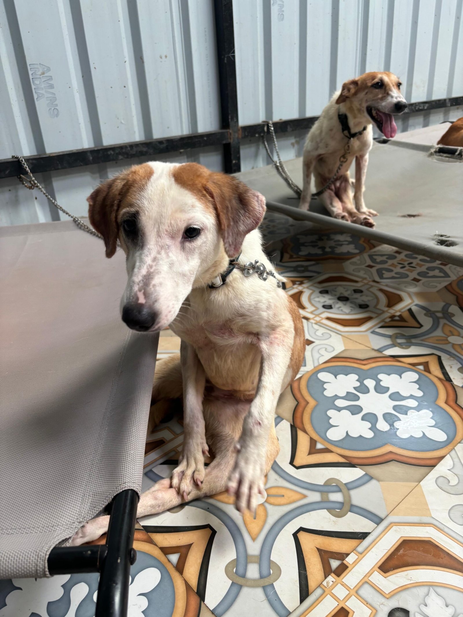 Virtually Adopt An Animal 13 twinkle virtual adoption animal saahas for animals pune