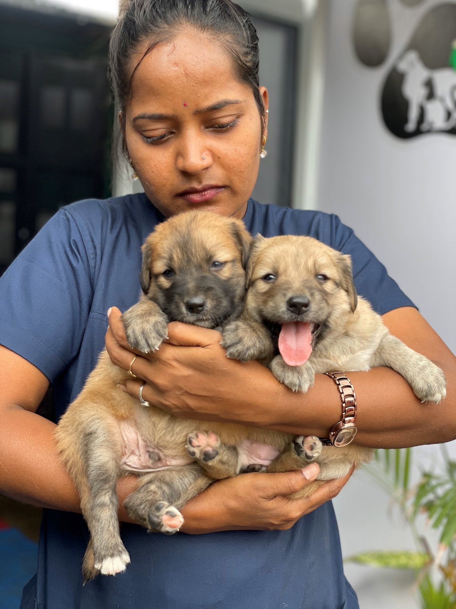 Caring for stray puppies and kittens