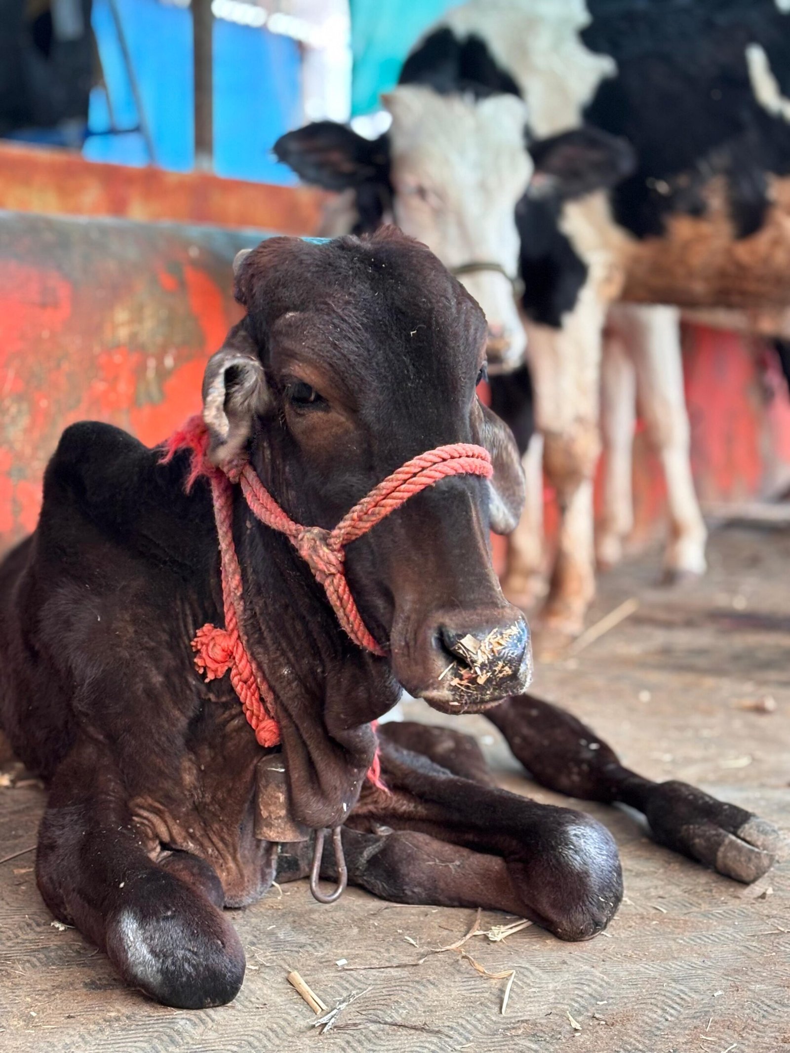 Animal surgery at Saahas