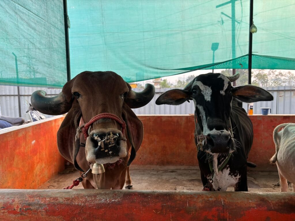 Saahas shelter - animals in care