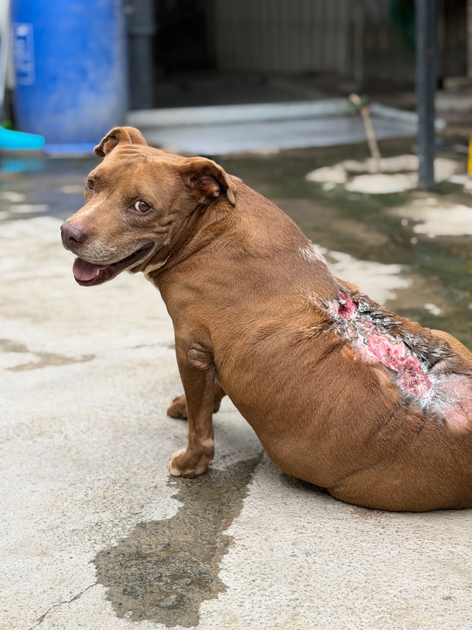 Deva at the shelter