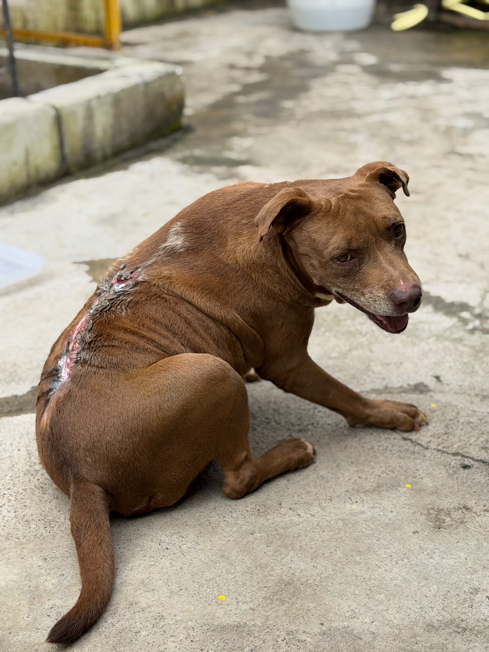 Deva receiving treatment