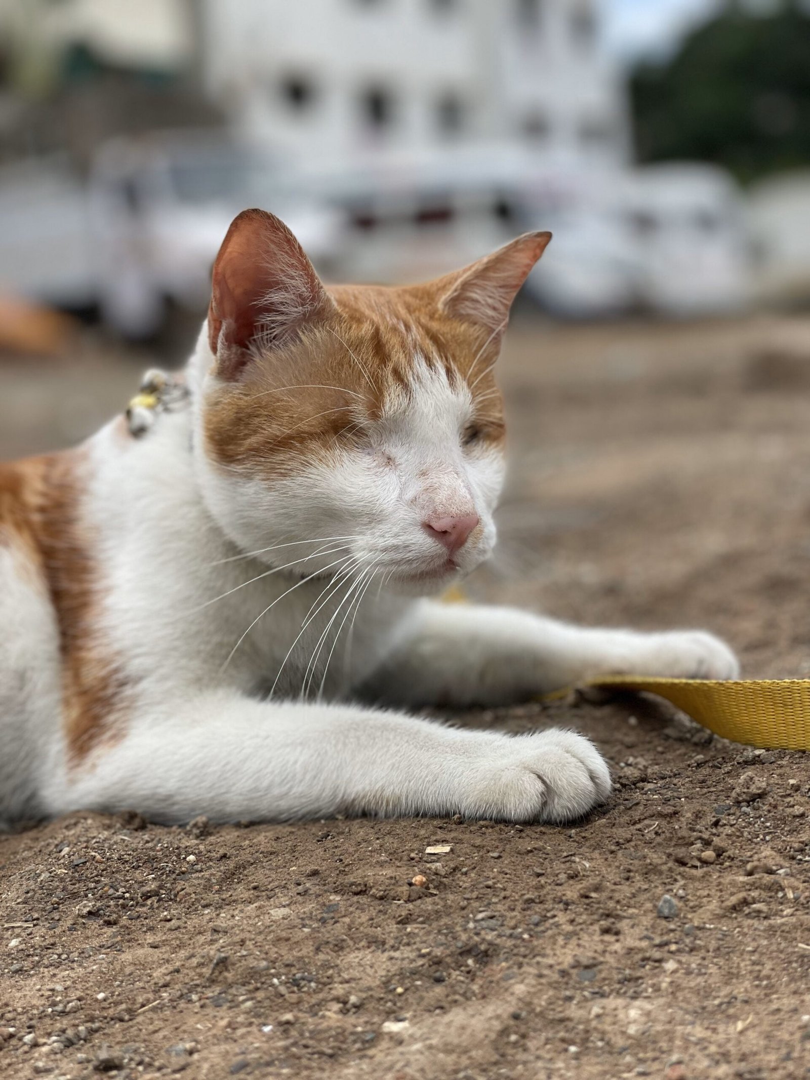 Home - Saahas For Animals 14 Saahas For Animals Rated #1 NGO for Stray Animals in Pune