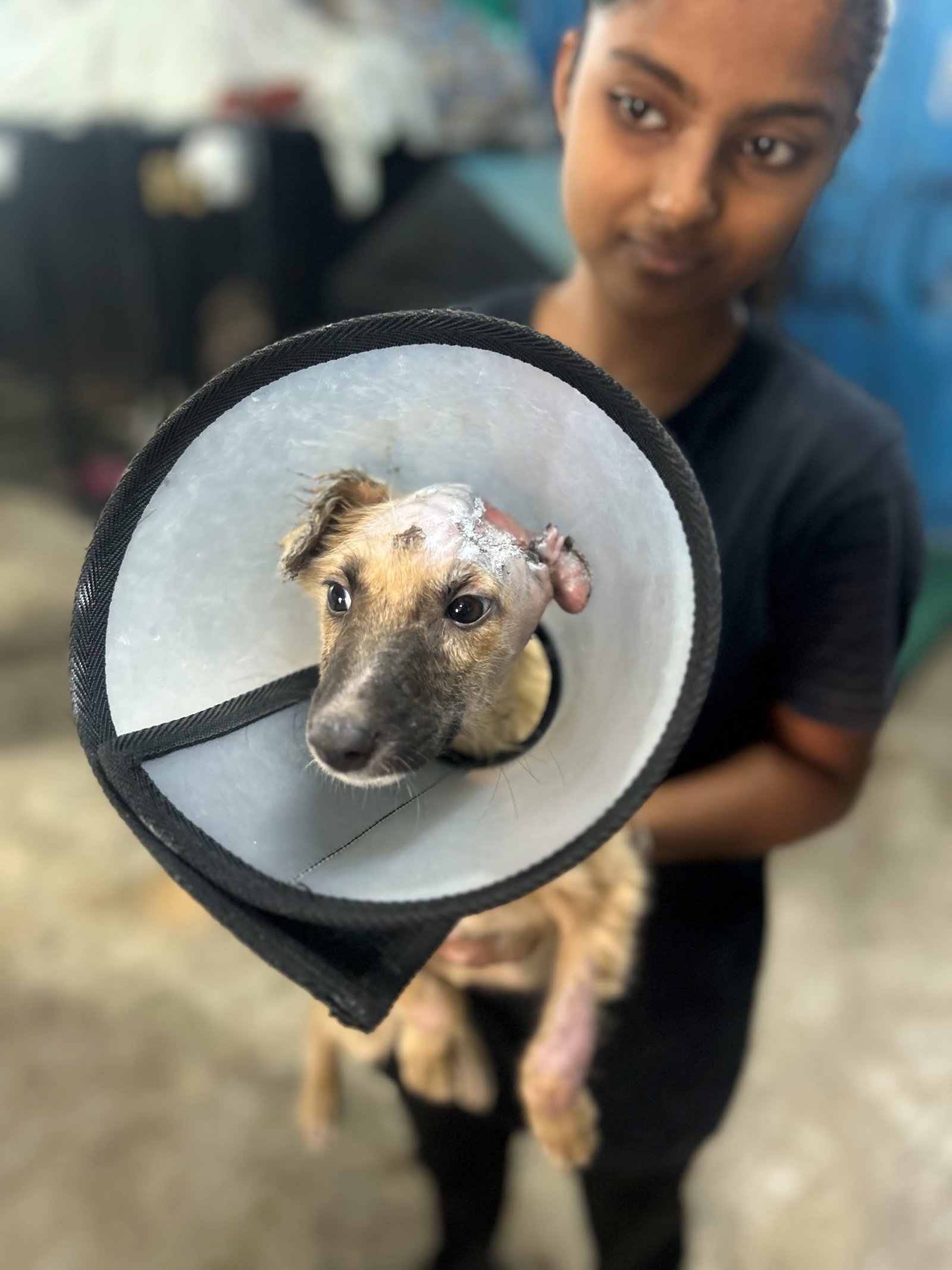 Awareness Activities 2 Saahas For Animals Rated #1 NGO for Stray Animals in Pune