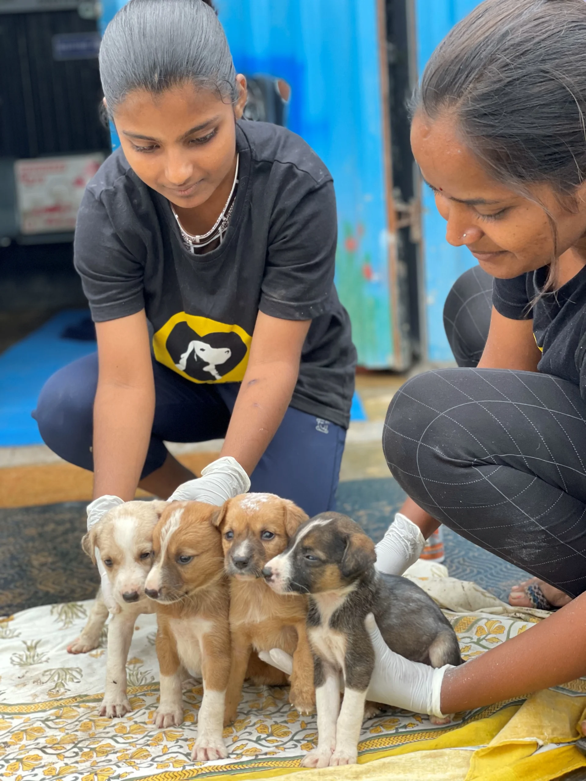 Saahas For Animals Rated #1 NGO for Stray Animals in Pune