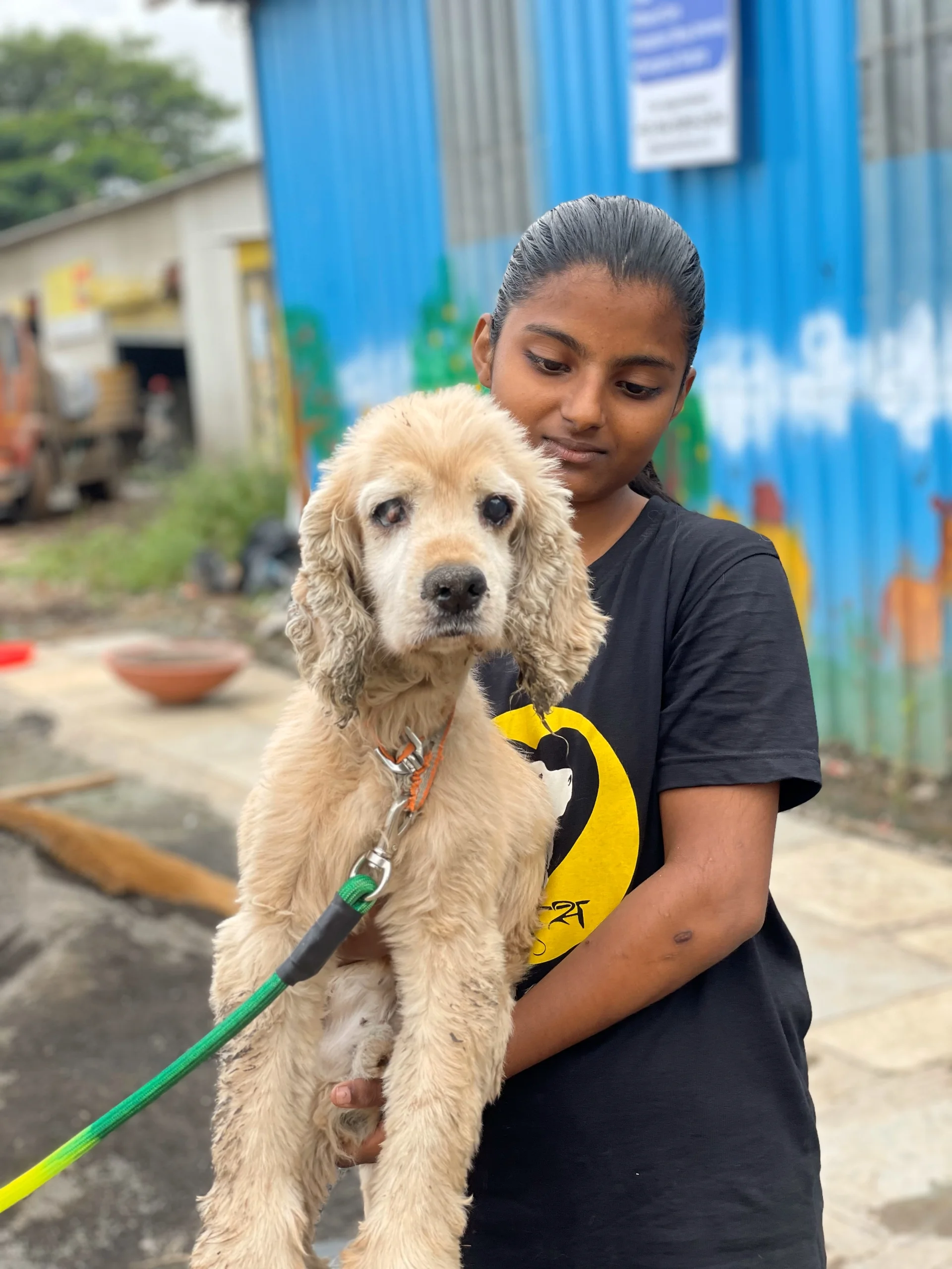 Rescue Operations 9 Saahas For Animals Rated #1 NGO for Stray Animals in Pune