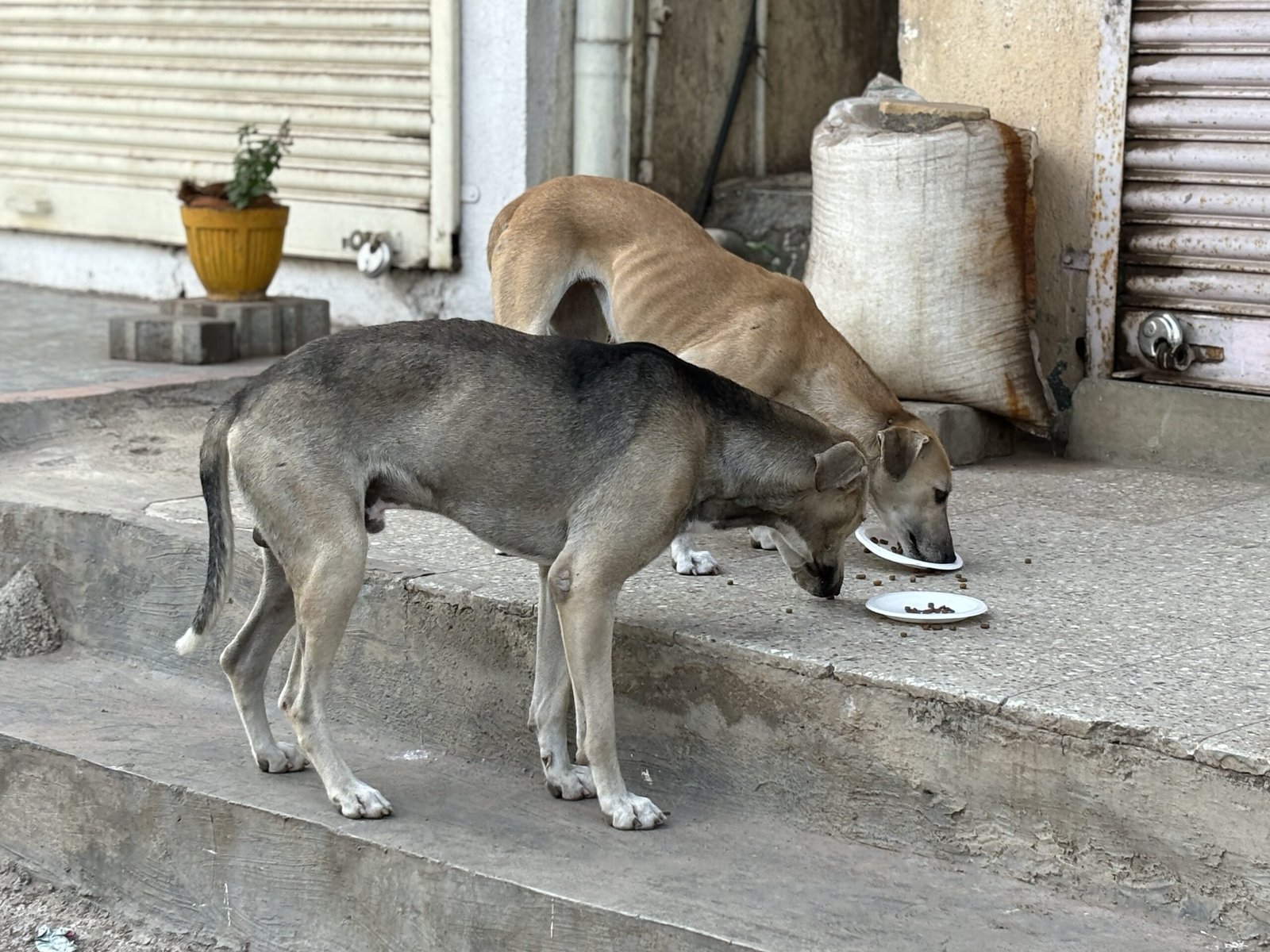 feeding drive Saahas For Animals Rated #1 NGO for Stray Animals in Pune