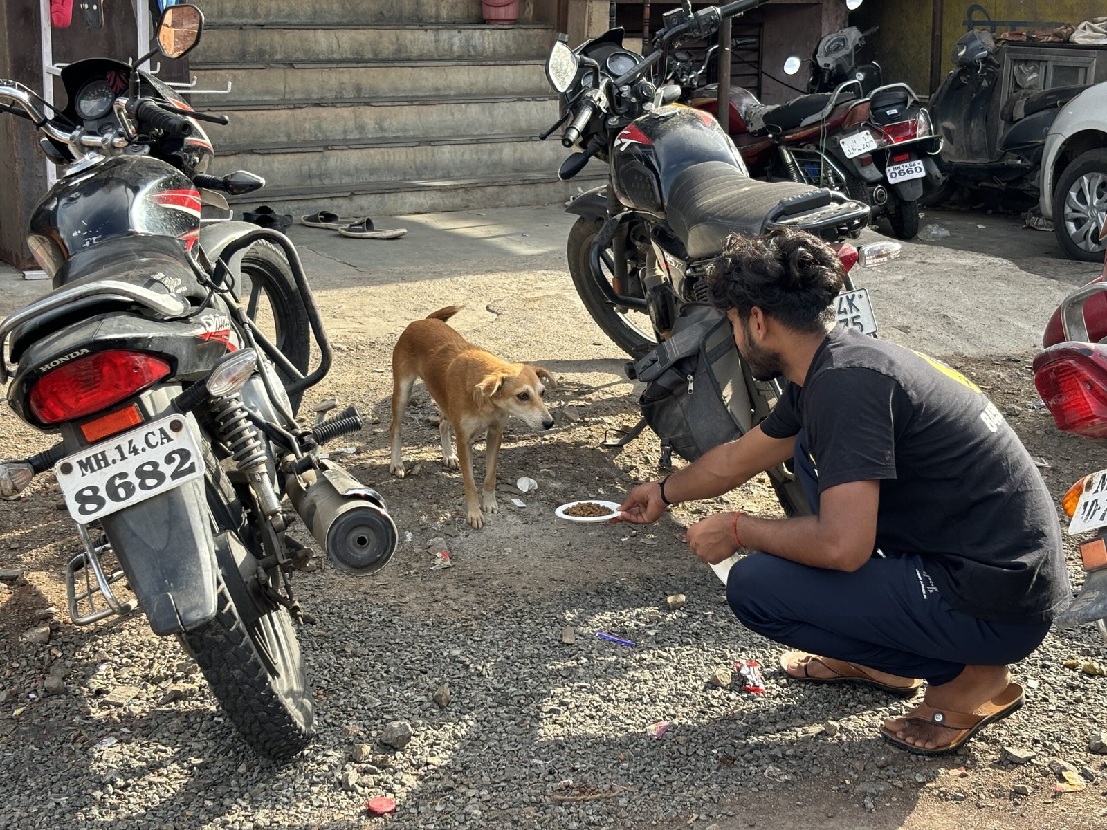 feeding drive Saahas For Animals Rated #1 NGO for Stray Animals in Pune