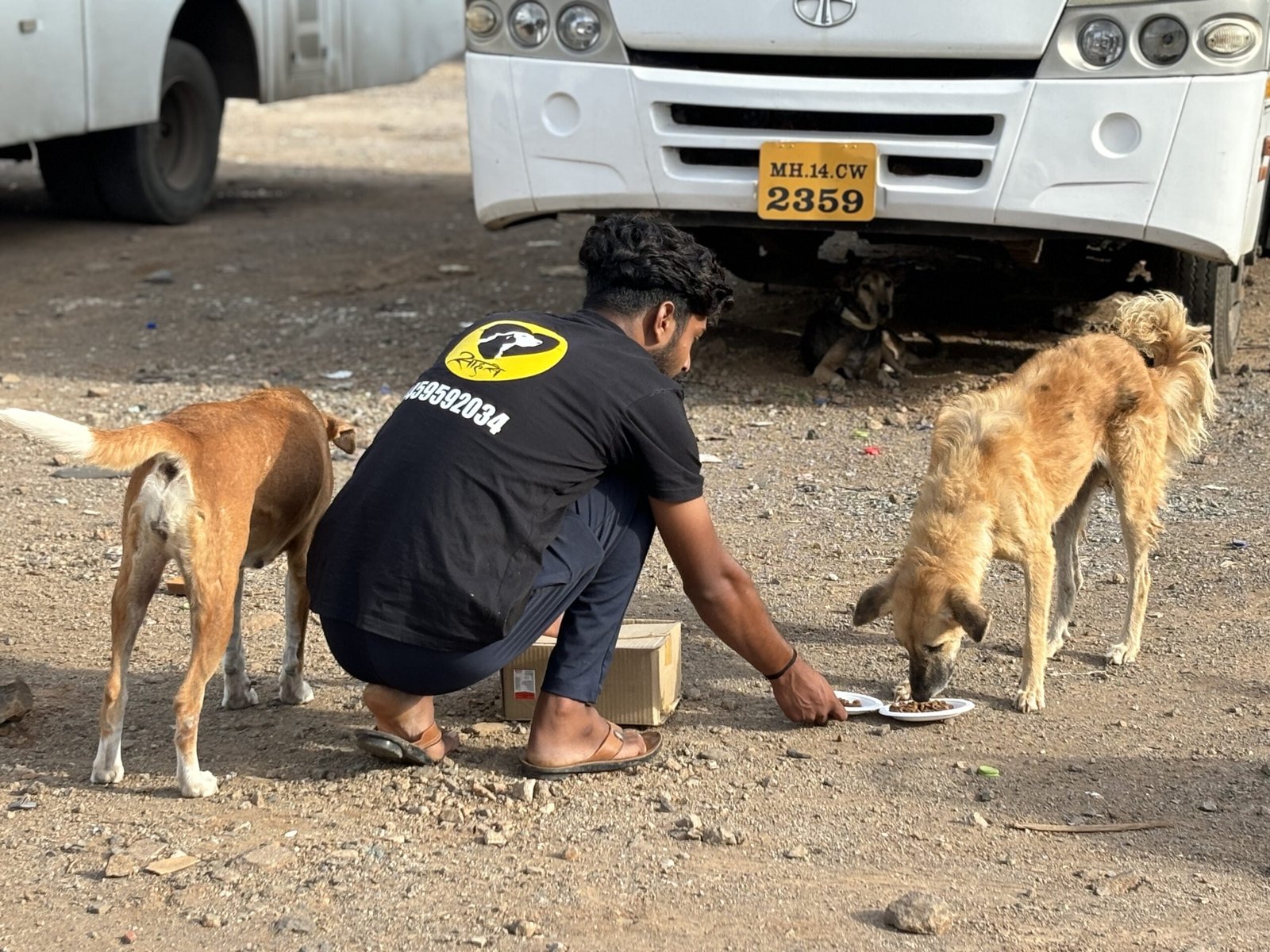 feeding drive Saahas For Animals Rated #1 NGO for Stray Animals in Pune