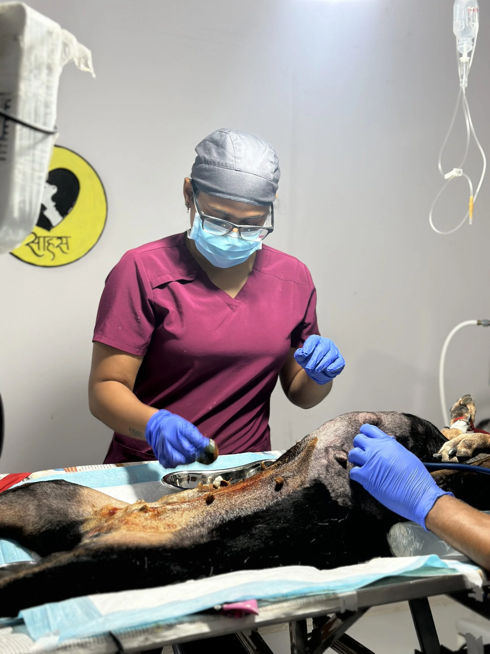 Saahas For Animals Rated #1 NGO for Stray Animals in Pune