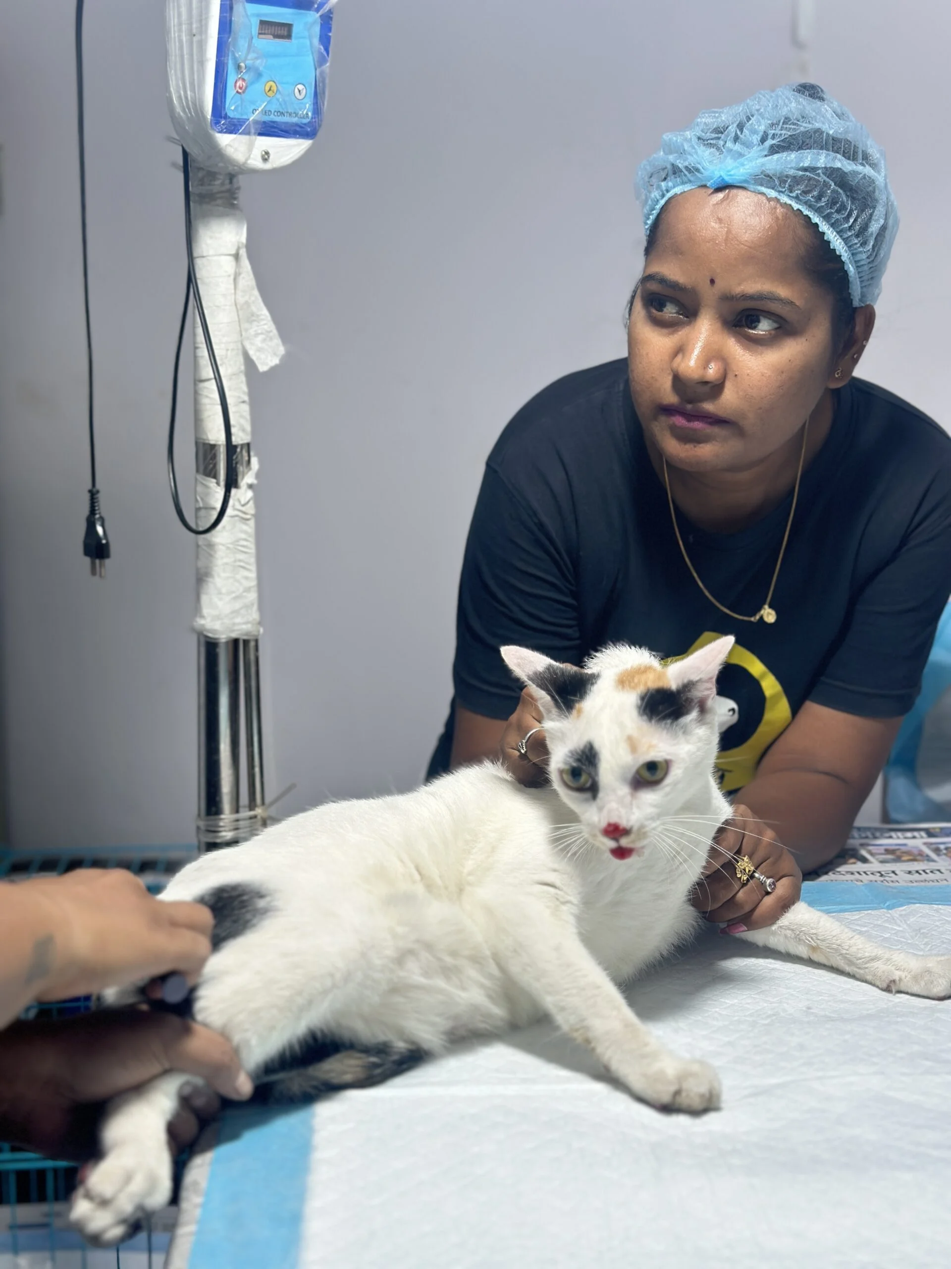 Saahas For Animals Rated #1 NGO for Stray Animals in Pune