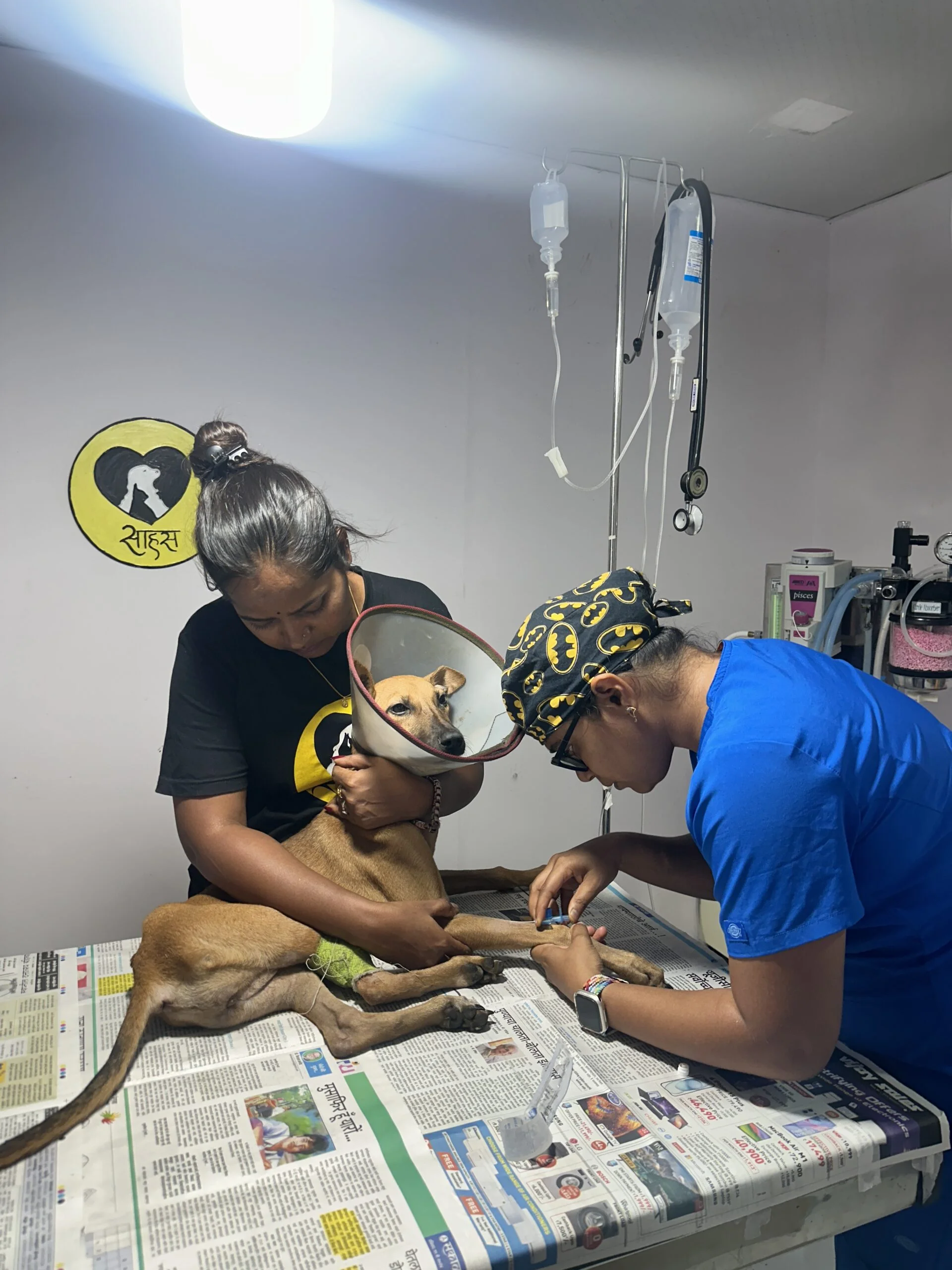 Saahas For Animals Rated #1 NGO for Stray Animals in Pune