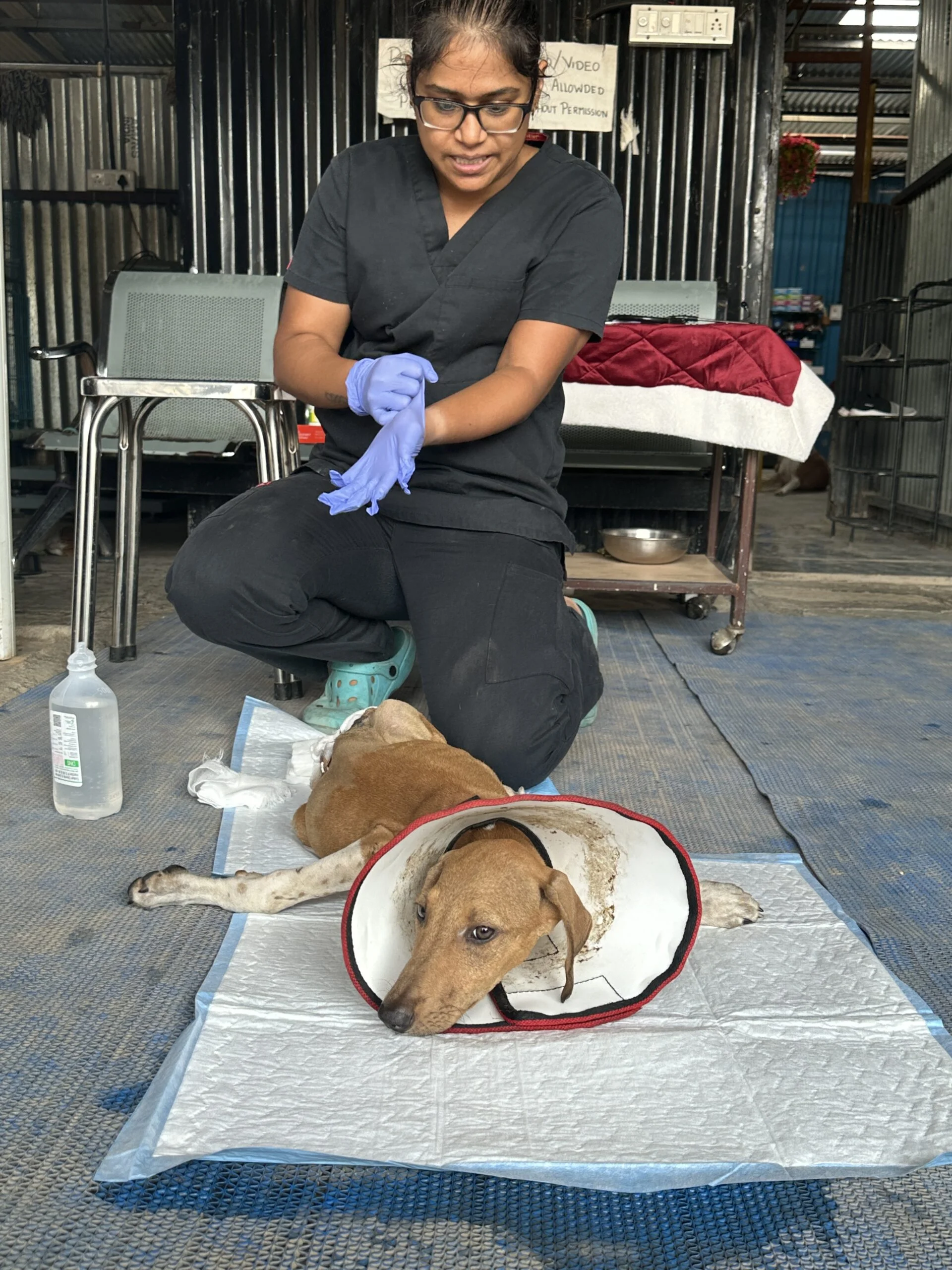 Rescue Operations 2 Saahas For Animals Rated #1 NGO for Stray Animals in Pune
