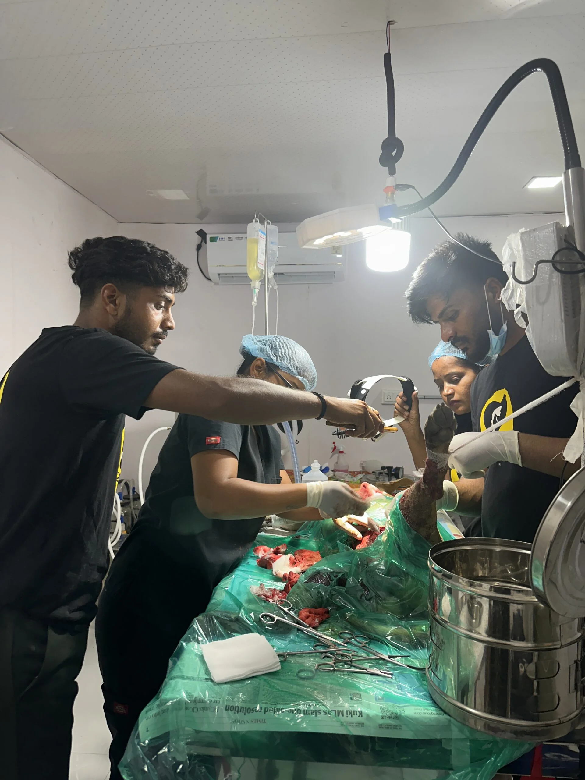 Rescue Operations 7 Saahas For Animals Rated #1 NGO for Stray Animals in Pune