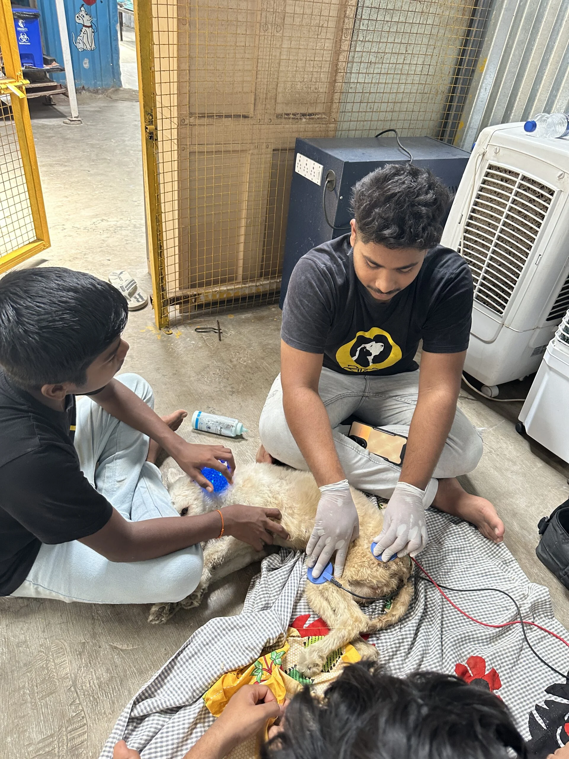 Rescue Operations 8 Saahas For Animals Rated #1 NGO for Stray Animals in Pune