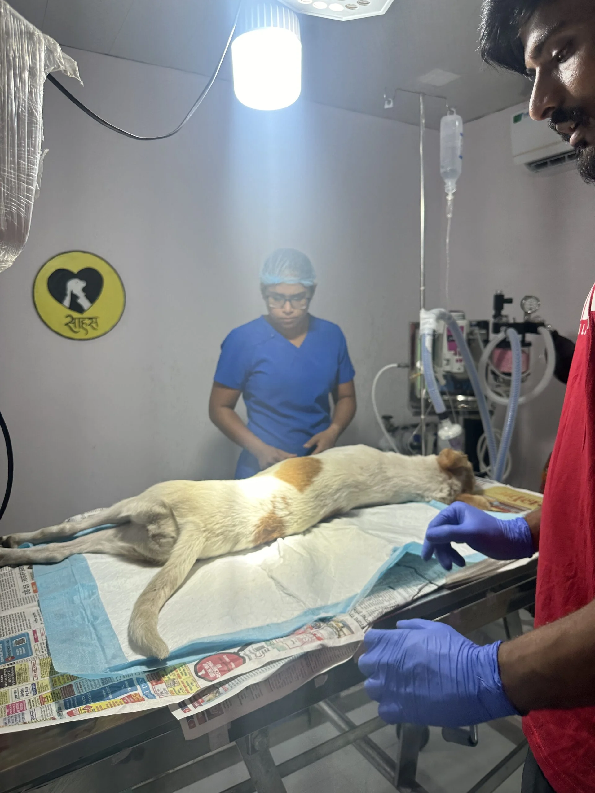 Rescue Operations 1 Saahas For Animals Rated #1 NGO for Stray Animals in Pune