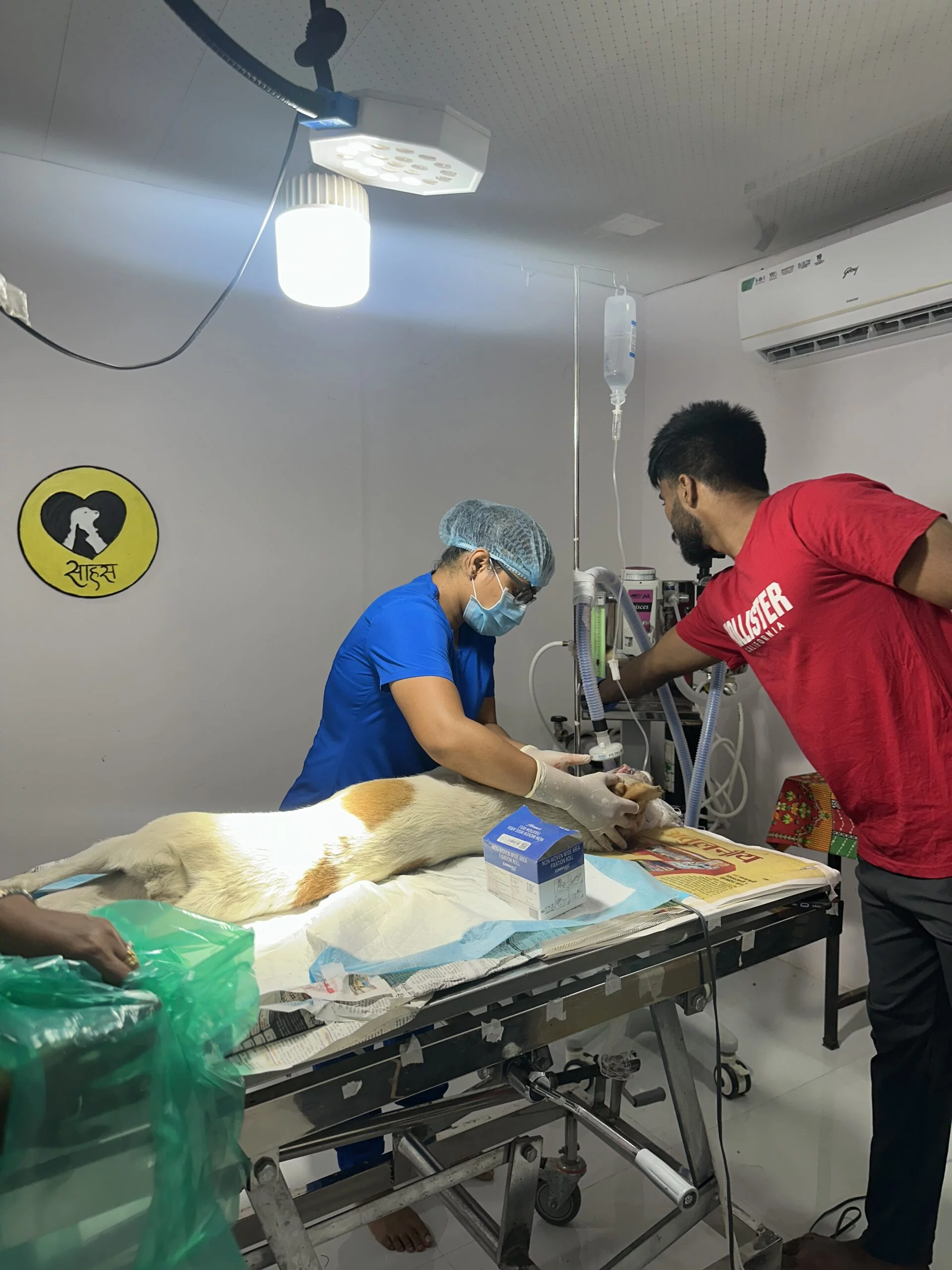 Rescue Operations 12 Saahas For Animals Rated #1 NGO for Stray Animals in Pune