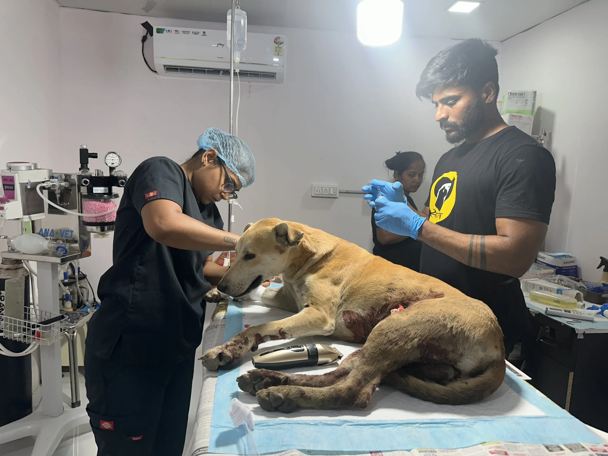 Rescue Operations 6 Saahas For Animals Rated #1 NGO for Stray Animals in Pune