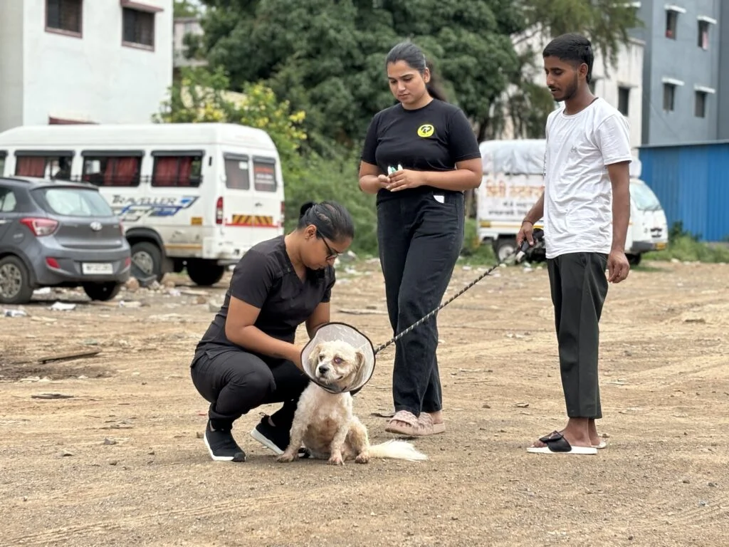 Vaccination Drives 4 vaccination drive Saahas For Animals Rated #1 NGO for Stray Animals in Pune