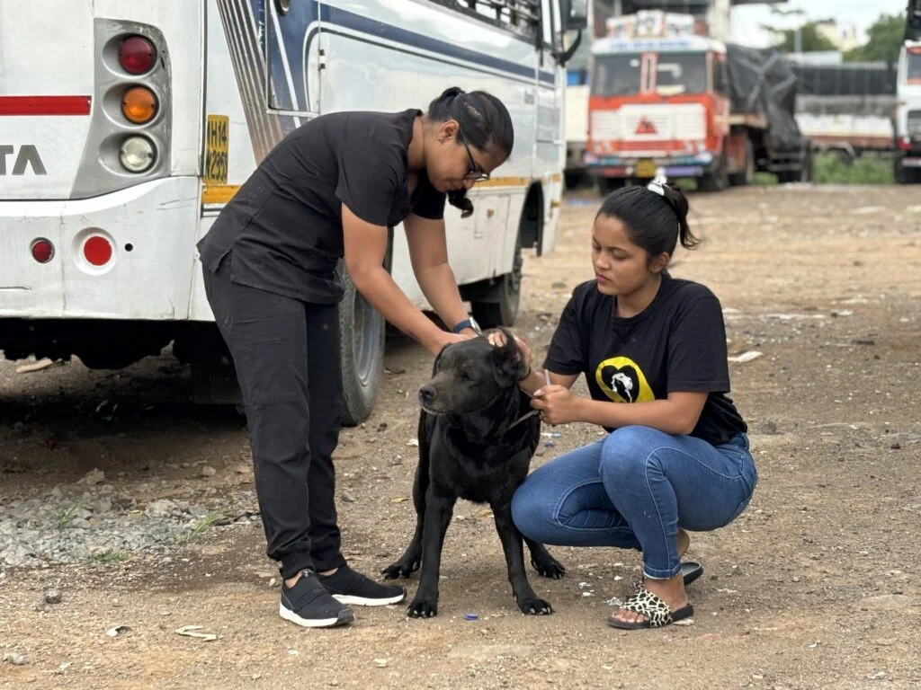 Vaccination Drives 2 vaccination drive Saahas For Animals Rated #1 NGO for Stray Animals in Pune