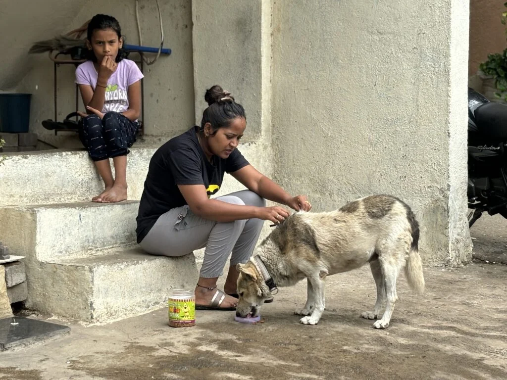 Vaccination Drives 5 vaccination drive Saahas For Animals Rated #1 NGO for Stray Animals in Pune