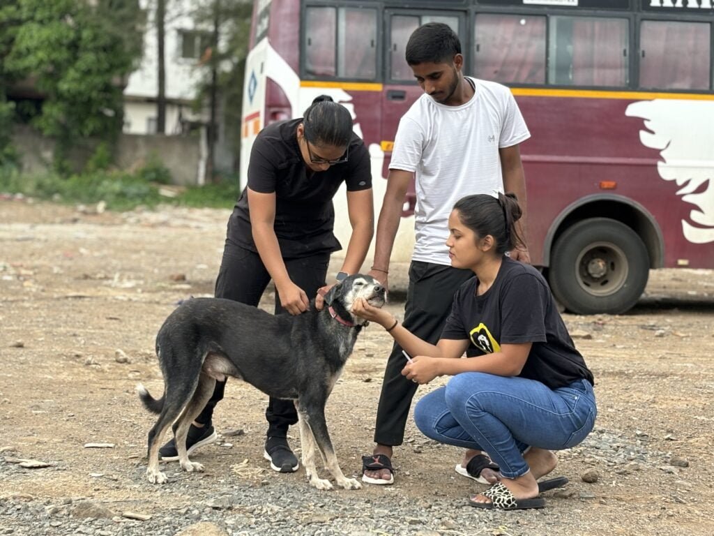 vaccination drive Saahas For Animals Rated #1 NGO for Stray Animals in Pune