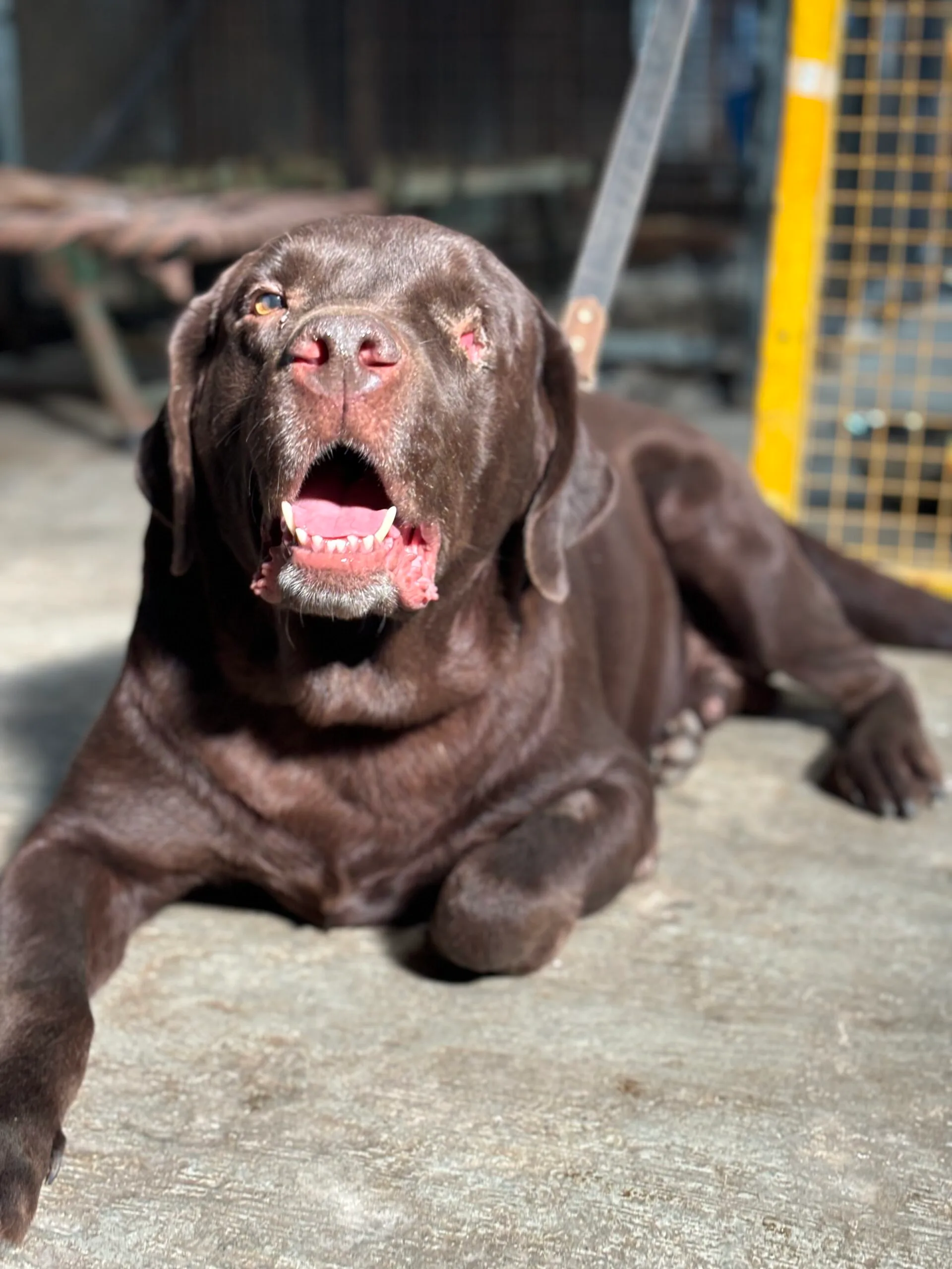 adopt guru saahas for animals rated #1 NGO for stray animals in Pune