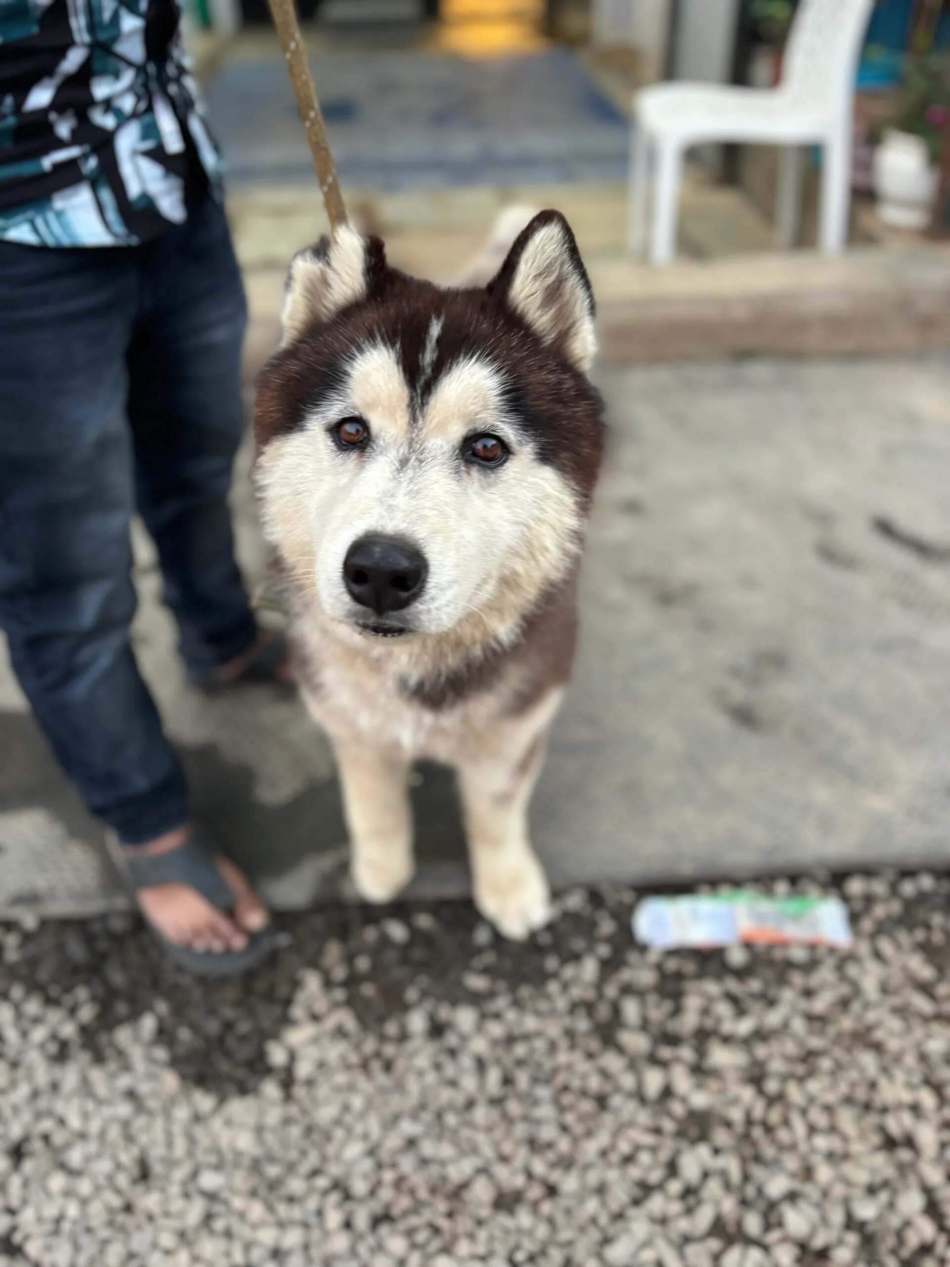 adopt sahara saahas for animals rated #1 NGO for stray animals in Pune