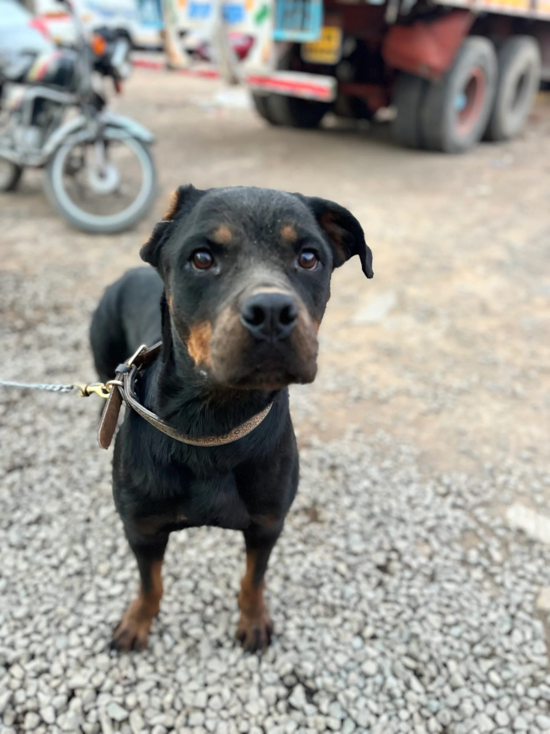 adopt seeta saahas for animals rated #1 NGO for stray animals in Pune