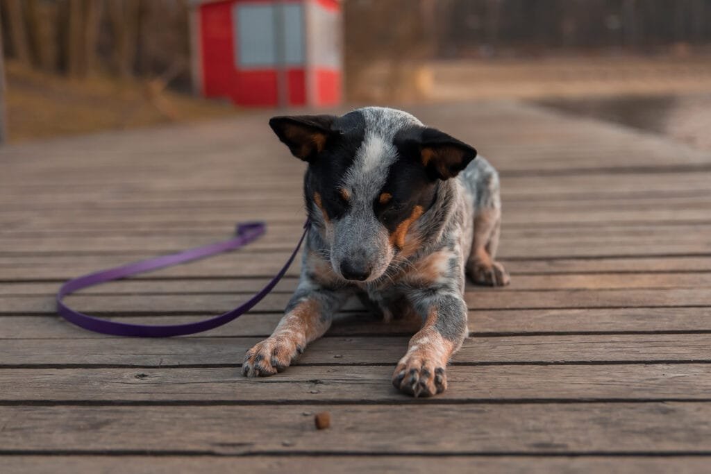 blue heeler dog dock australian cattle dog breed sitting outdoor