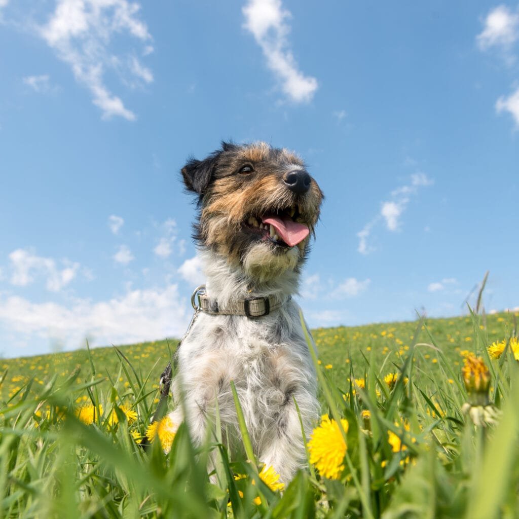 close up dog field