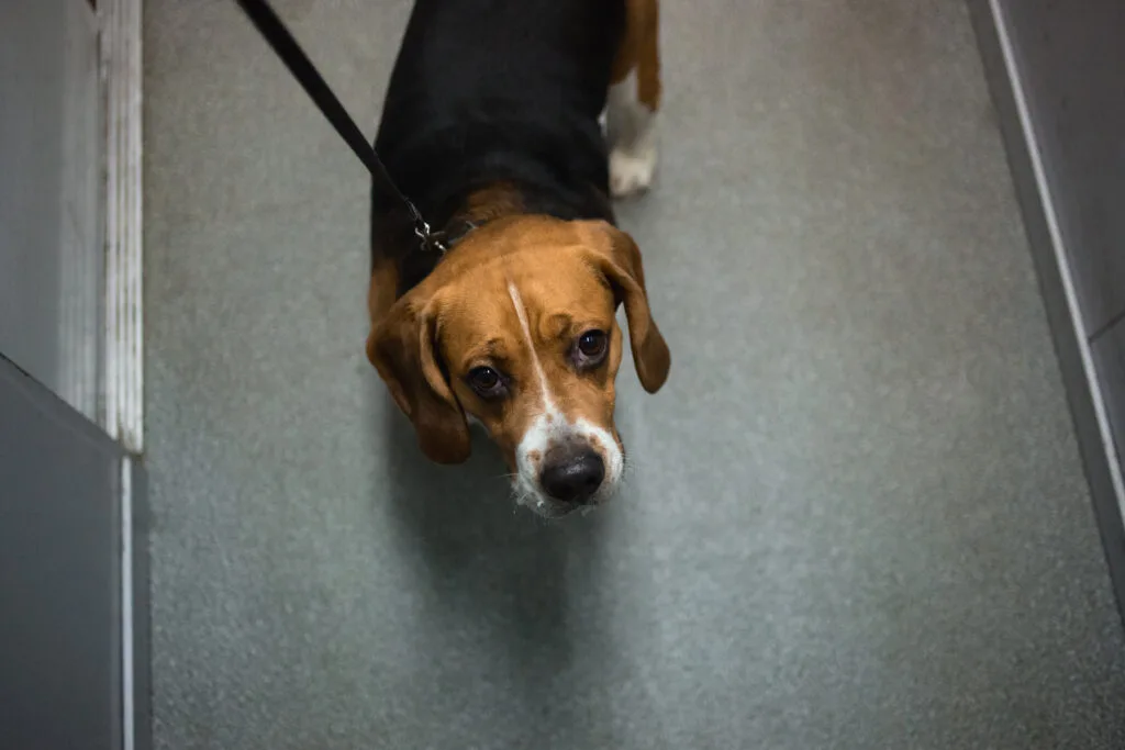 high angle portrait dog looking camera
