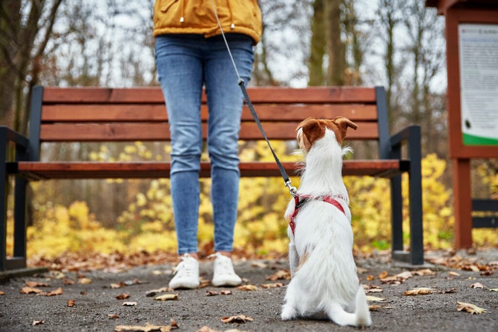 dogs on a leash