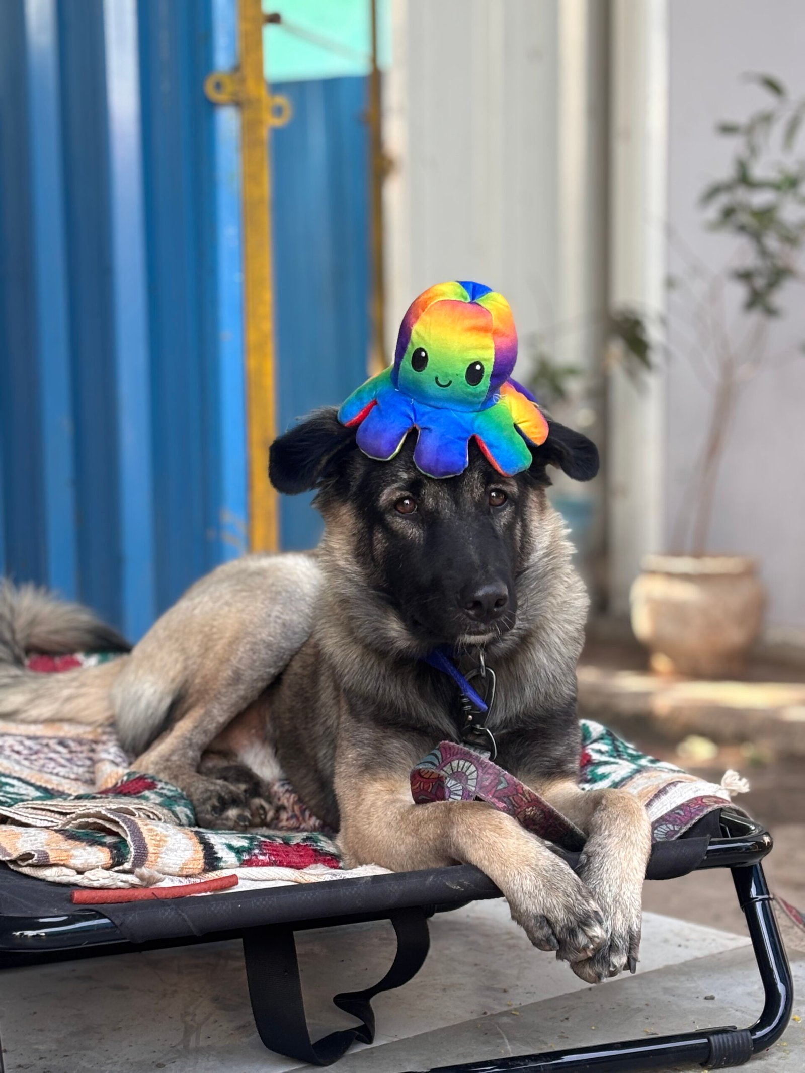 Home - Saahas For Animals 1 IMG 1992 scaled