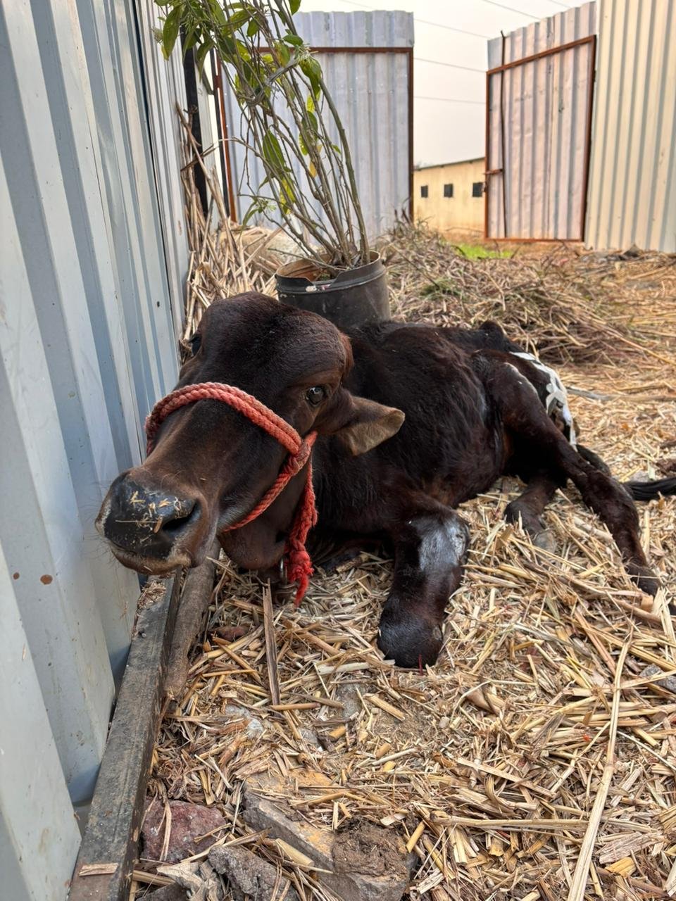 Home - Saahas For Animals 20 WhatsApp Image 2025 12 04 at 06.59.35