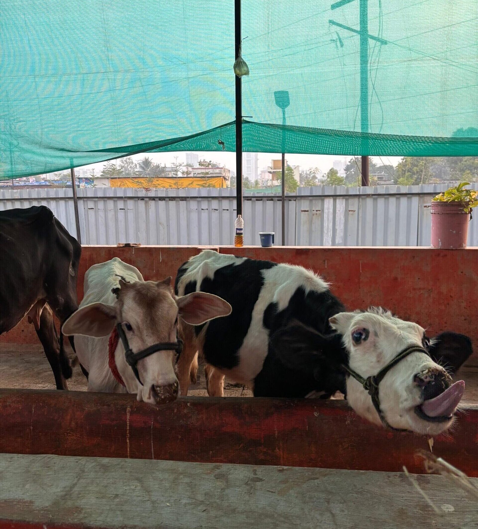 Home - Saahas For Animals 20 WhatsApp Image 2025 12 04 at 06.59.38 2 scaled e1766001732124